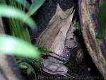 Malayan horned frog