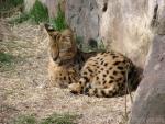 Serval