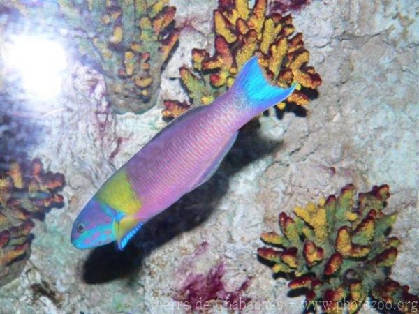 Cortez rainbow wrasse *