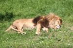 East-African (Angolan) lion