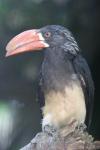 Crowned hornbill