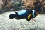 Saddleback clownfish