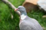 Common wood pigeon