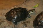 South-east Asian box turtle