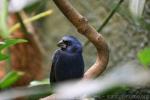 Ultramarine grosbeak