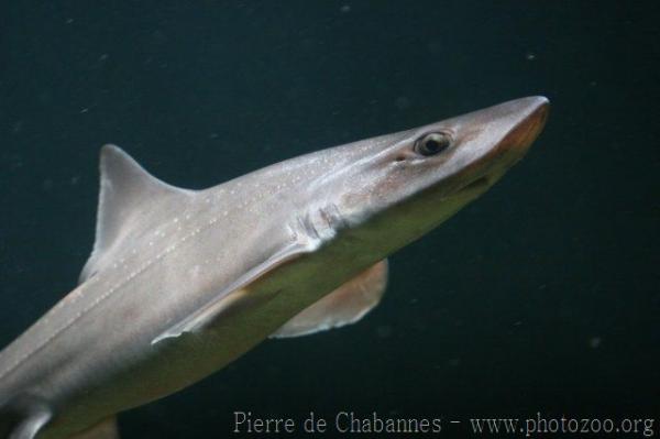 Starry smooth-hound *