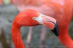 American flamingo