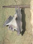 Egyptian fruit bat