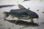 Congo Synodontis