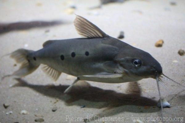 Congo Synodontis