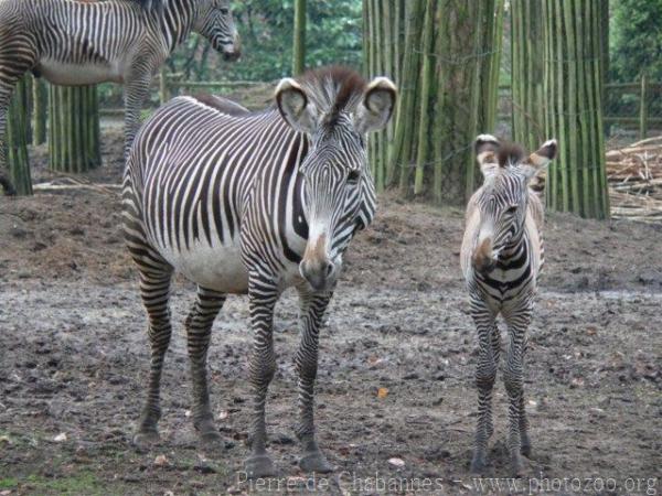 Grévy's zebra