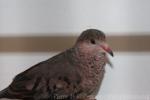 Common ground-dove