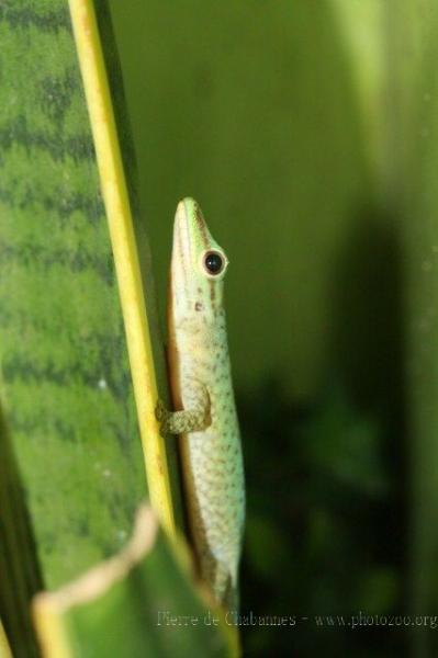 Speckled day gecko