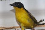 Baglafecht weaver