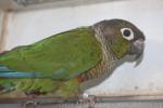 Green-cheeked parakeet