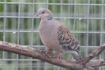 Oriental turtle-dove