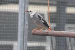 Red-billed starling