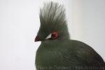 Guinea turaco