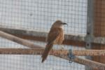 Fulvous babbler