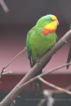 Superb parrot