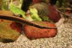 Giant freshwater pipefish