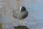 Eurasian coot