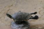 Coastal plain cooter