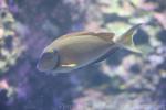 Ocean surgeonfish