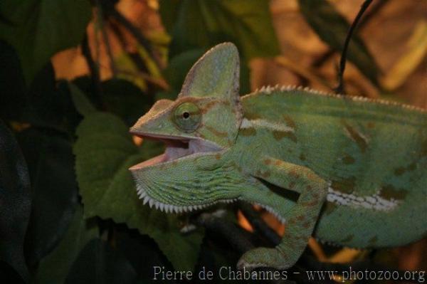 Veiled chameleon