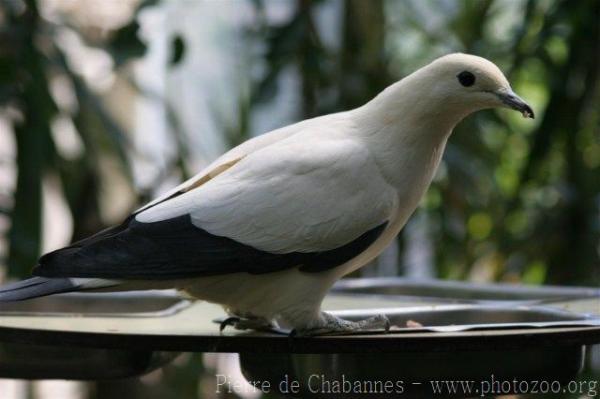 Pied imperial-pigeon