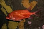 Longspine squirrelfish