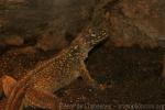 Amboina sailfin lizard