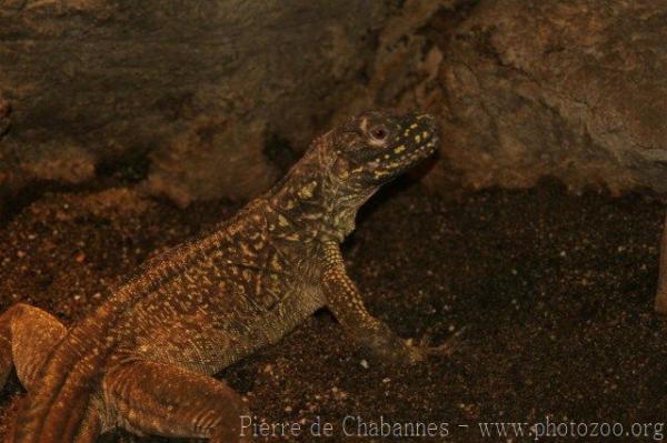 Amboina sailfin lizard