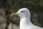 European herring gull