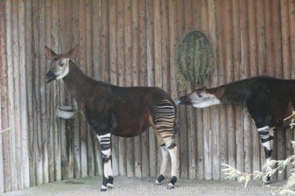 Okapi