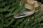 Beauty rat snake