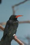 Green woodhoopoe