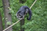 Common binturong