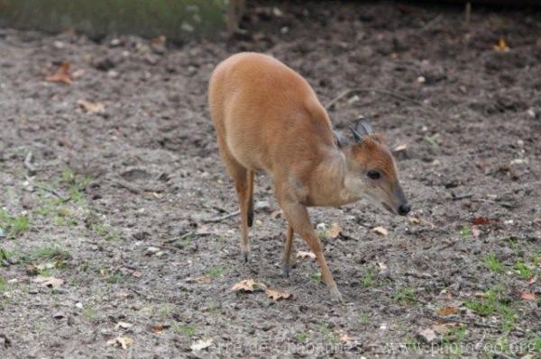 Natal red duiker