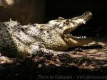 Saltwater crocodile *