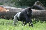 Western lowland gorilla