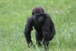 Western lowland gorilla