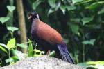 Green-naped pheasant pigeon