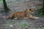 East-African lion