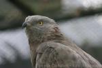 Western honey-buzzard