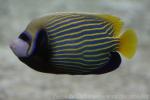 Emperor angelfish