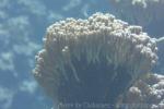 Smooth cauliflower coral