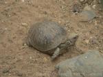 Ornate box turtle