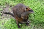 Swamp wallaby