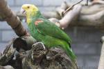 Yellow-headed amazon *